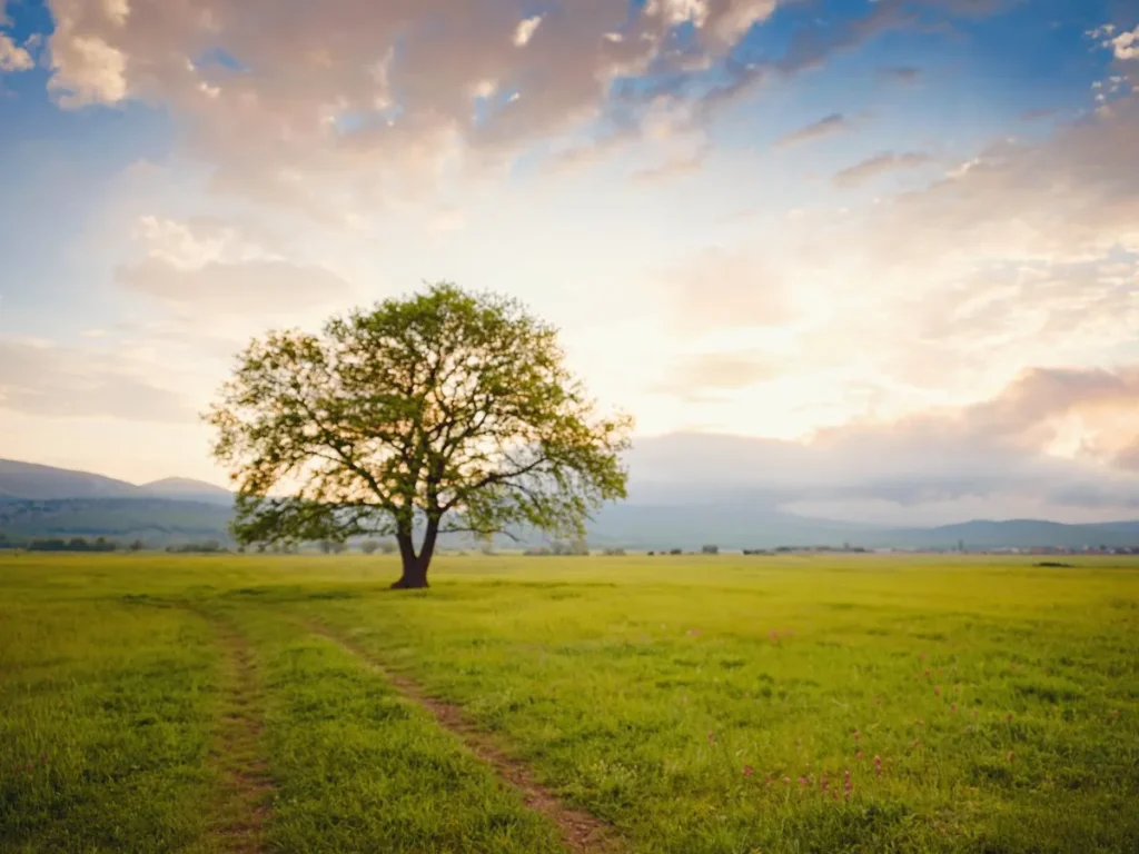 Journey Of A New Living