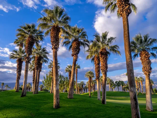 The Oasis